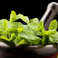 FlavourArt Spearmint